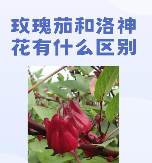 植物对人们有什么好处？它们在生活中的重要性是什么？