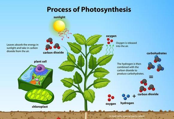 植物对人们有什么好处？它们在生活中的重要性是什么？