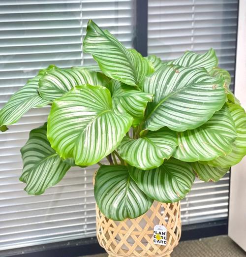 植物对人们有什么好处？它们在生活中的重要性是什么？