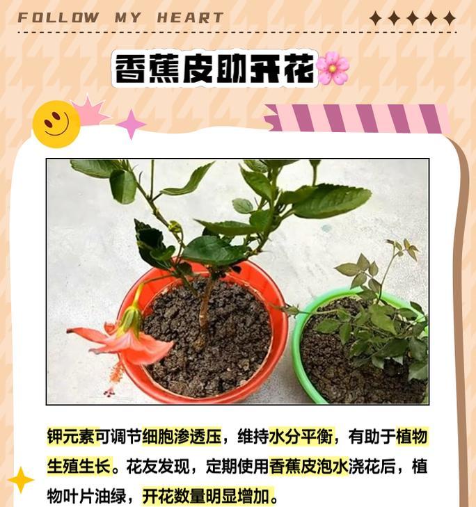 如何利用香蕉来培育花卉？