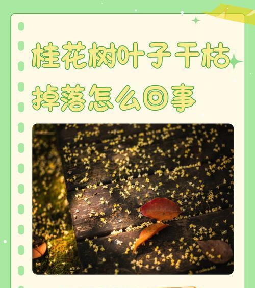 植物出现干枯现象怎么办？如何预防和处理？