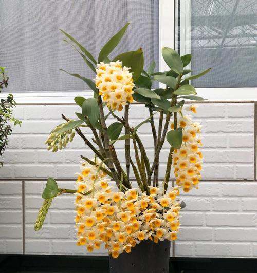 石斛花束的养护方法是什么？如何保持石斛花束的健康生长？