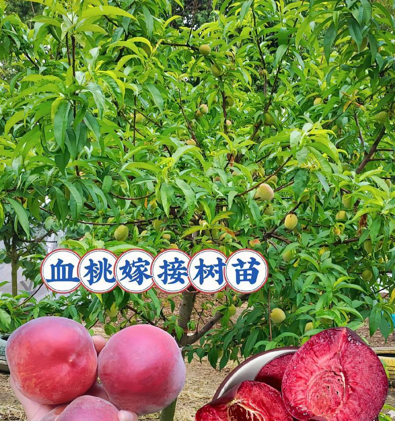 柿树上嫁接桃树能否存活？如何正确养护？