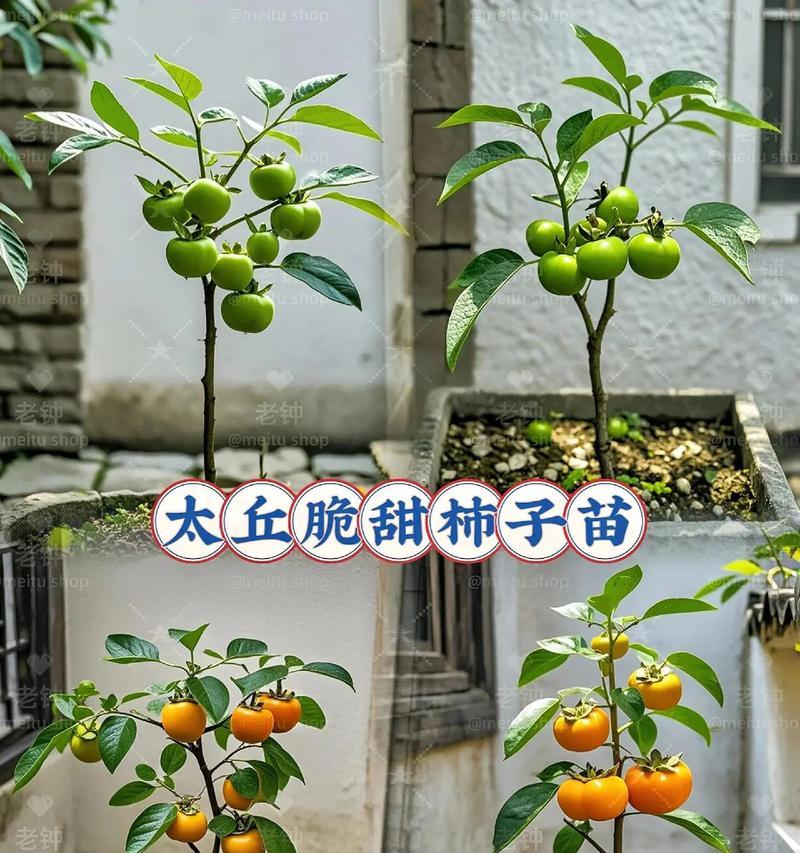 柿树上嫁接桃树能否存活？如何正确养护？