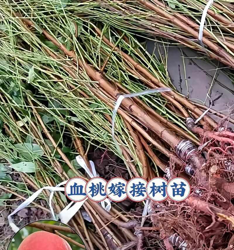 柿树上嫁接桃树能否存活？如何正确养护？