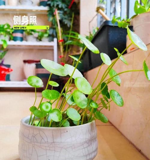 班级种植植物有哪些？如何选择适合学校的植物？