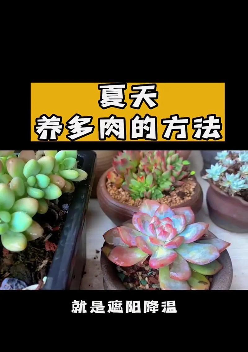多肉植物会得什么病？如何预防和治疗多肉植物的常见病？