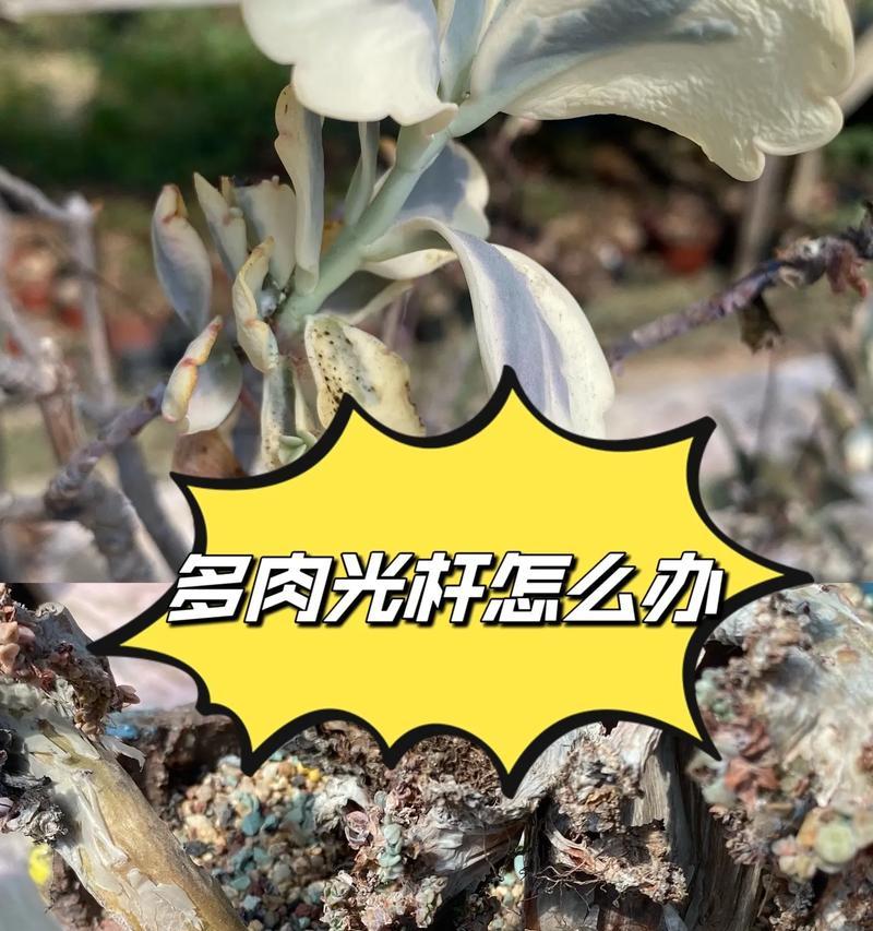 多肉植物会得什么病？如何预防和治疗多肉植物的常见病？