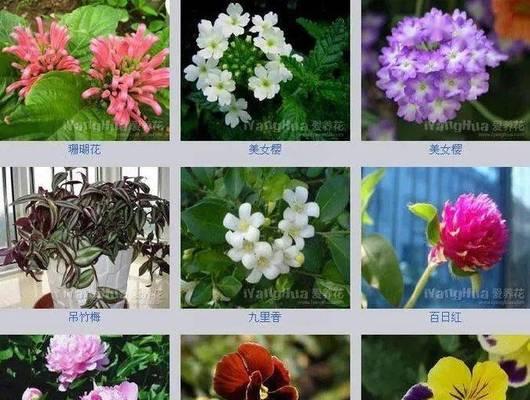 花卉馆常见的花卉有哪些？花卉馆的花卉名字怎么记忆？