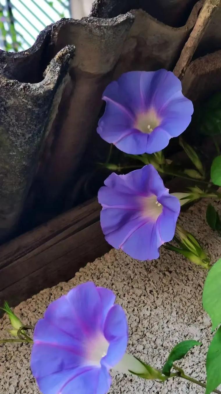 花卉馆常见的花卉有哪些？花卉馆的花卉名字怎么记忆？