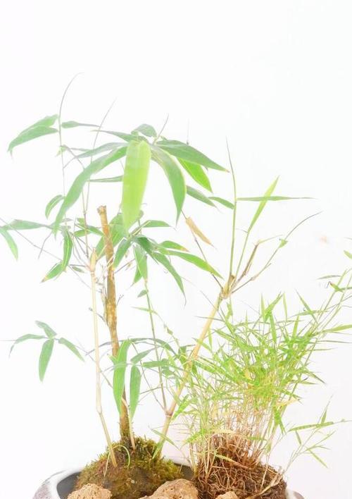 哪些植物不能泡水或频繁浇水？它们的耐水性如何？