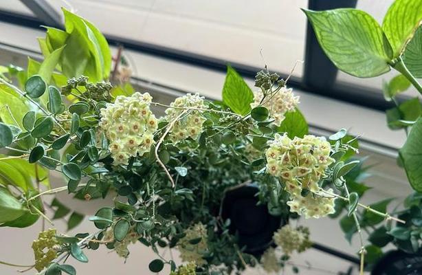 哪些花卉品种适合垂吊种植？它们的养护要点是什么？