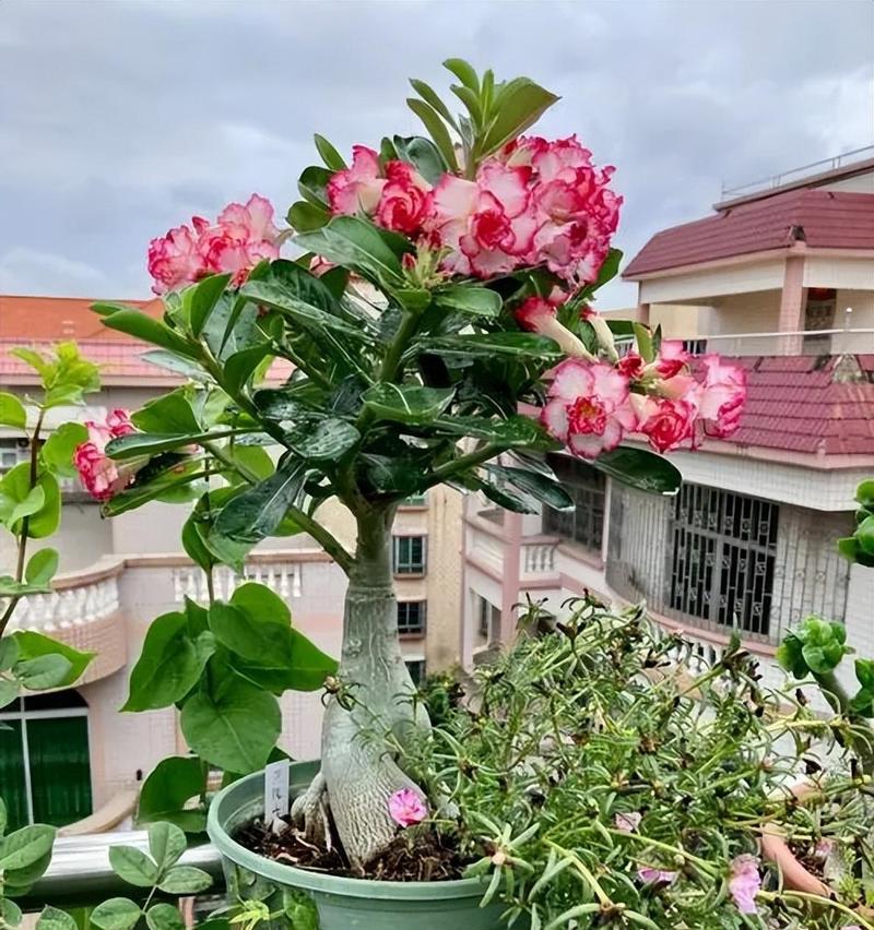 哪些花卉品种适合垂吊种植？它们的养护要点是什么？