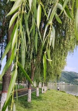 簸箕葫芦植物的养护方法是什么？