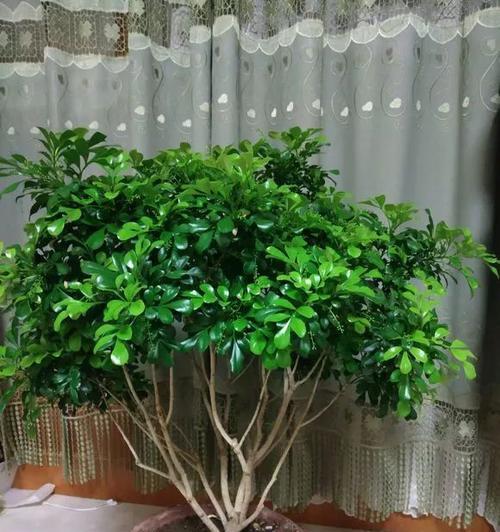 簸箕葫芦植物的养护方法是什么？