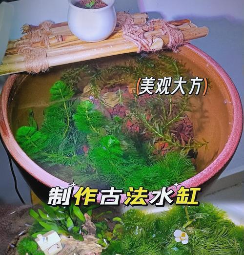 鱼缸花草植物假山的养护技巧？