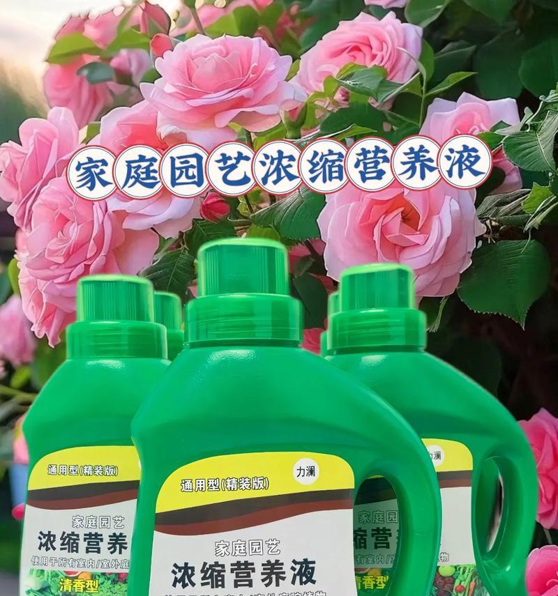 多肉植物用什么营养液？如何正确使用？