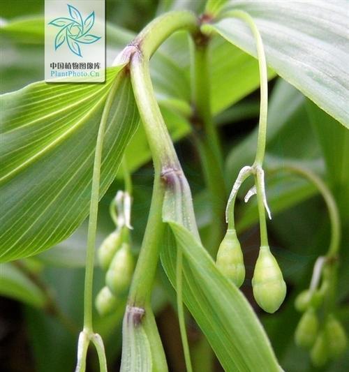 黄精与什么植物相克？如何避免植物间的不良反应？
