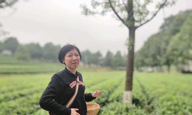 沉香屑是由哪些植物制成的？这些植物有何特性？