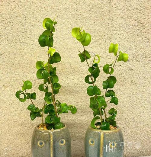沉香屑是由哪些植物制成的？这些植物有何特性？
