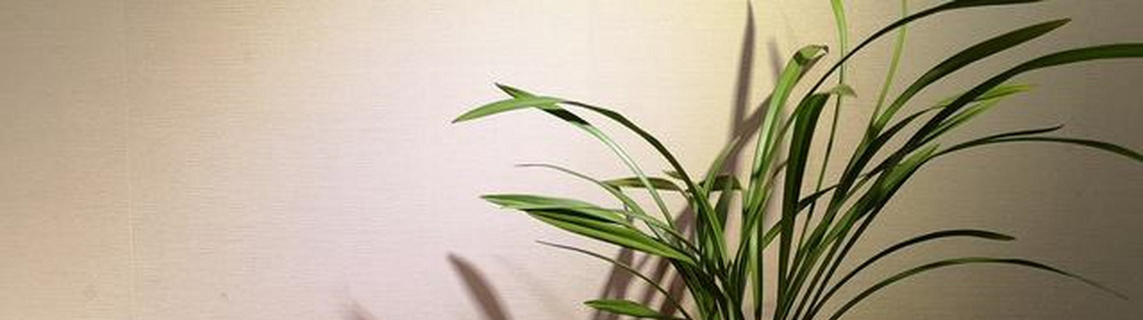 沉香屑是由哪些植物制成的？这些植物有何特性？