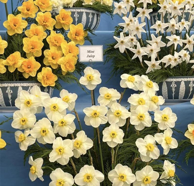 适合懒人买的花卉品种有哪些？如何轻松打理？
