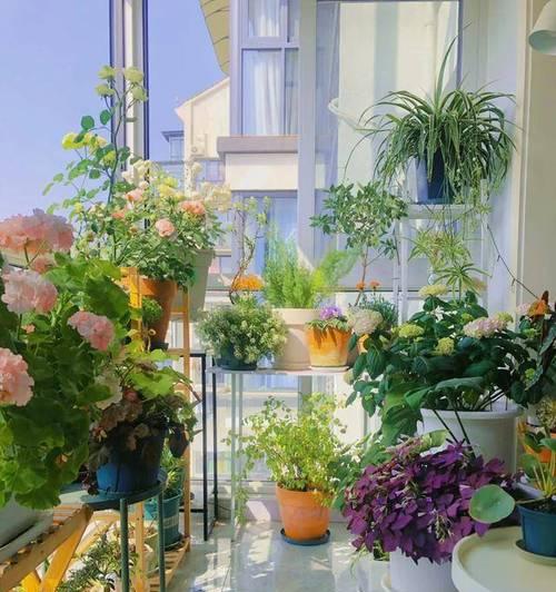 阳台植物怎么放置？如何合理安排阳台植物的放置位置？