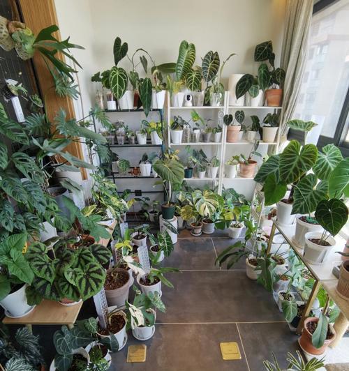阳台植物怎么放置？如何合理安排阳台植物的放置位置？