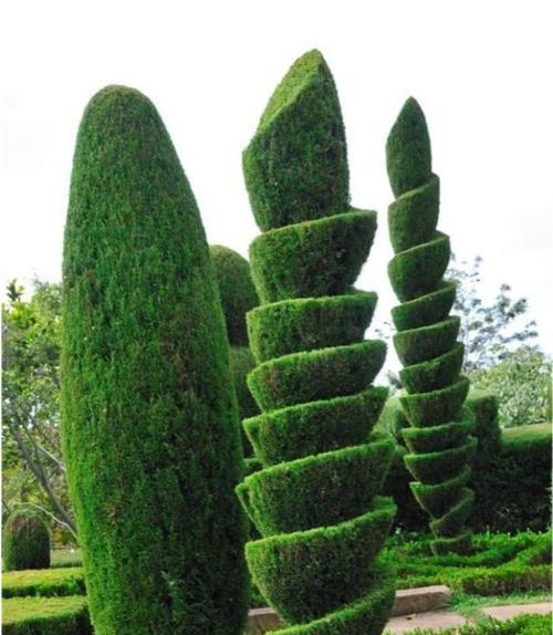长效景观植物有哪些种类？它们为何能长期保持景观效果？