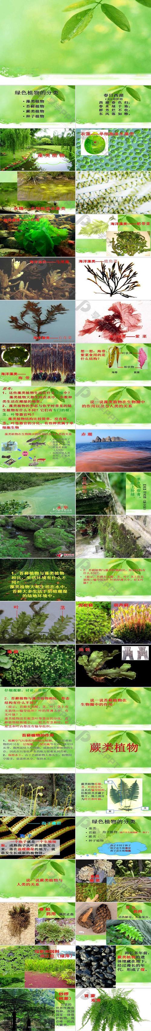 生物图中常见植物有哪些？如何识别这些植物？