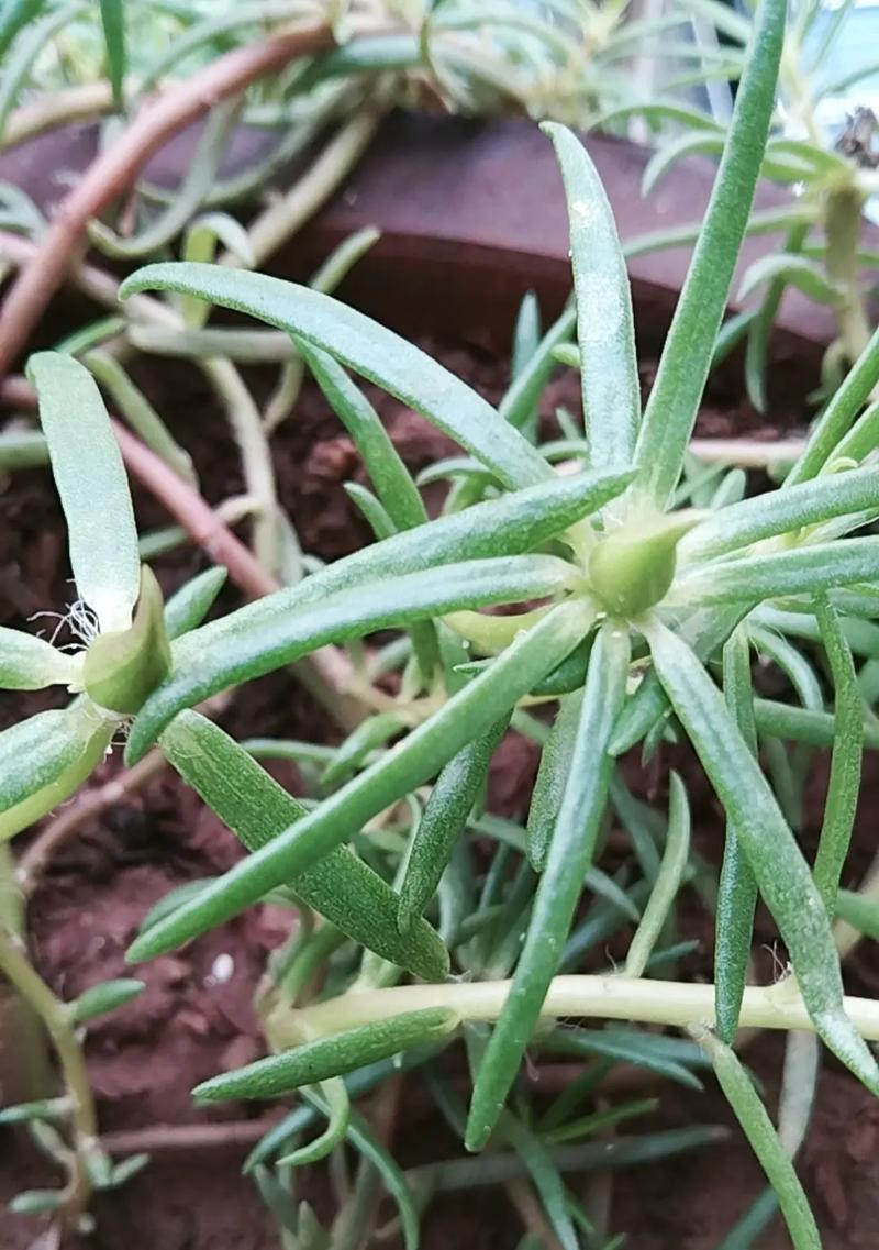 哪些漂亮的植物叫什么名字？
