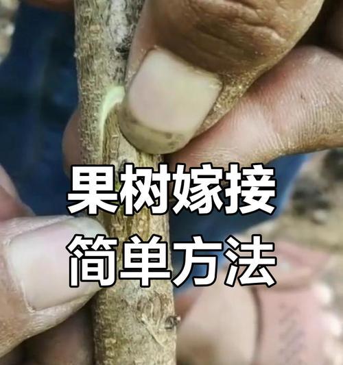 根部嫁接桃树的修剪方法是什么？如何确保嫁接成功？