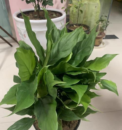 室内适合摆放哪些绿色植物？
