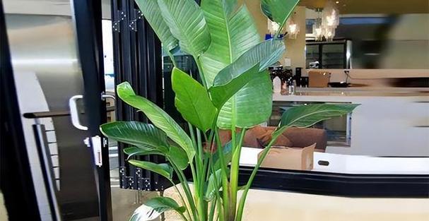 室内适合摆放哪些绿色植物？
