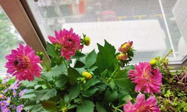 哪些花卉品种耐晒且不易生虫？如何选择合适的耐晒花卉？