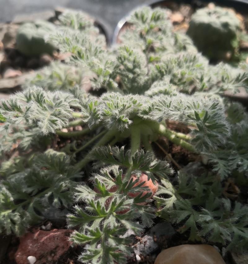 有哪些植物的生命现象？植物有哪些奇妙的生命特征？