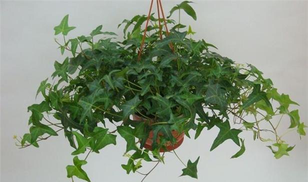 哪些植物能有效去除甲醛？如何正确摆放这些植物？