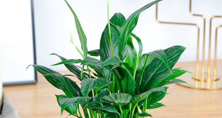 哪些植物能有效去除甲醛？如何正确摆放这些植物？