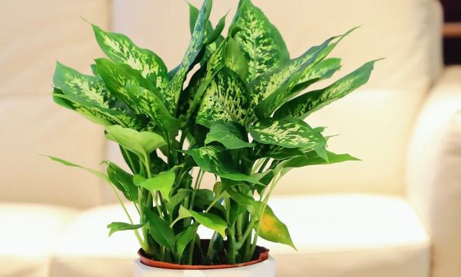 哪些植物能有效去除甲醛？如何正确摆放这些植物？