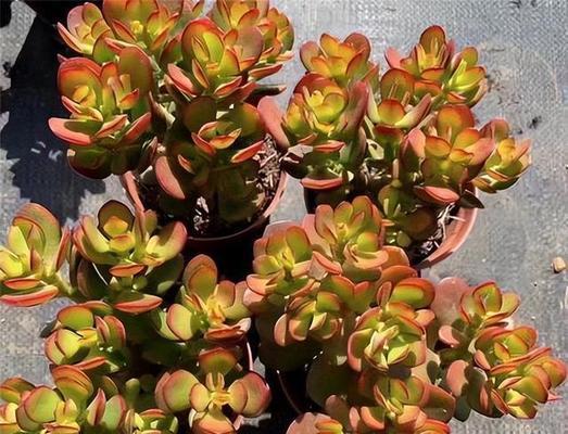 根是球形的花卉有哪些种类？这些花卉的养护要点是什么？