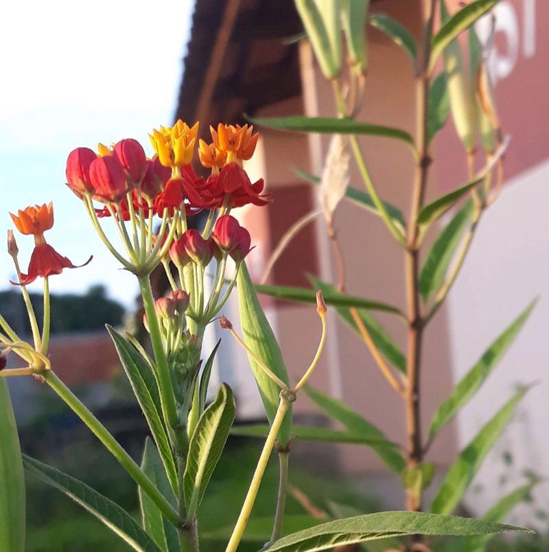 根是球形的花卉有哪些种类？这些花卉的养护要点是什么？