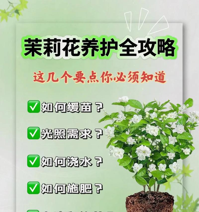 根是球形的花卉有哪些种类？这些花卉的养护要点是什么？