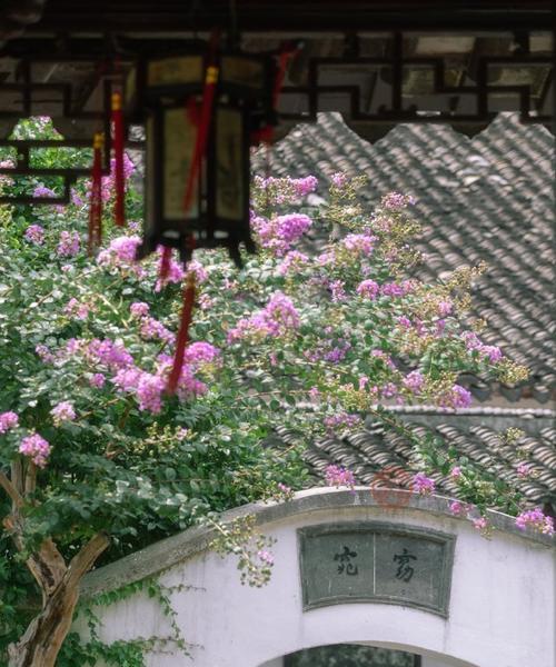 江南园林为何少见花卉植物？背后的原因是什么？