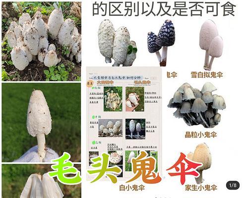 房屋护坡植物有哪些种类？野生植物像木耳的植物有哪些？
