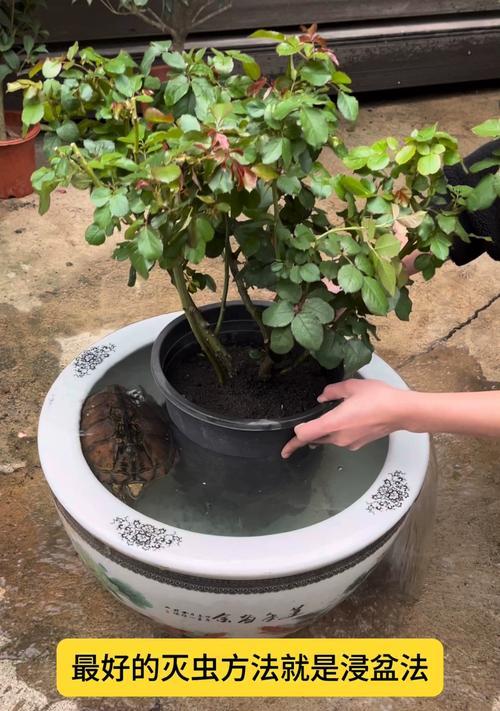 花卉中最难治理的虫害有哪些？