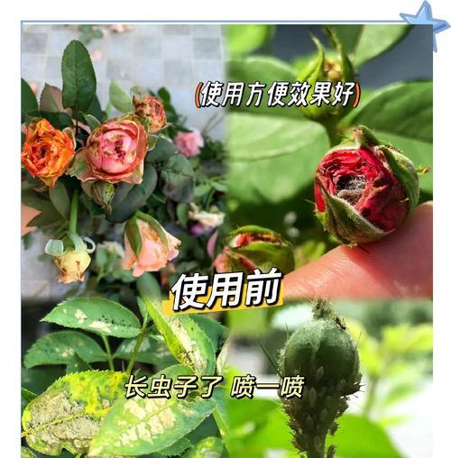 花卉中最难治理的虫害有哪些？