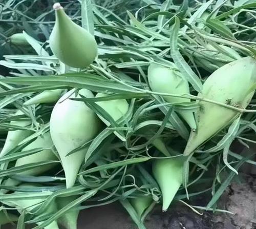 西瓜的植物学分类是什么？
