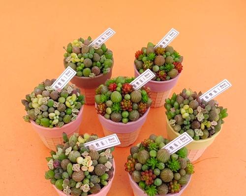 西瓜的植物学分类是什么？