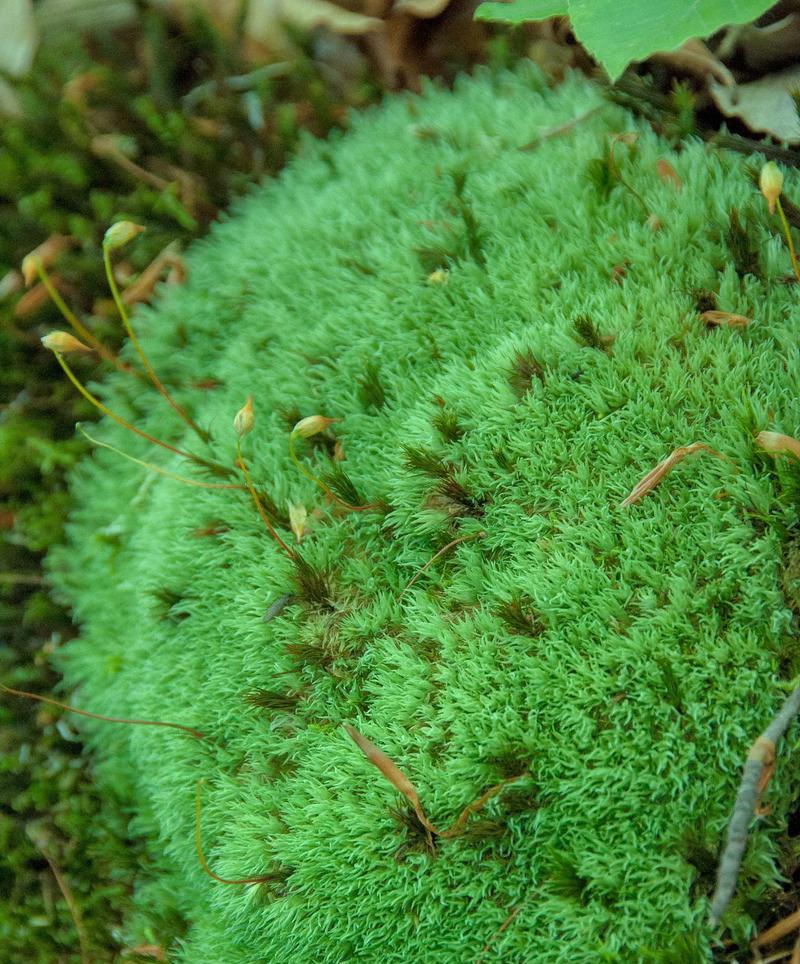 种什么绿色植物好？对环境有哪些益处？