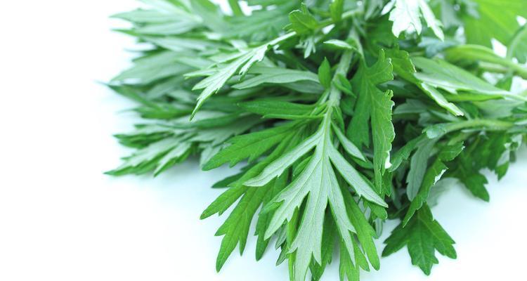 哪些花卉可以有效去除蚊子？它们的作用机制是什么？